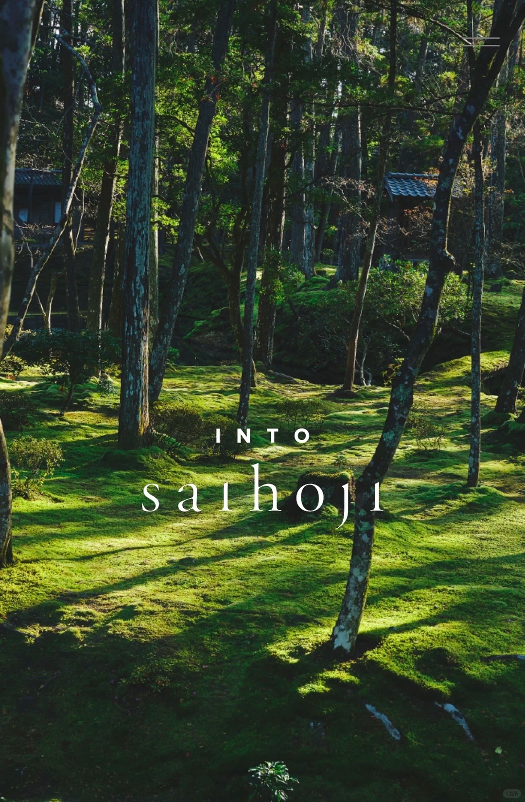 Sunlight across the moss garden and tall trees at Saihoji in Kyoto, with white Into Saihoji lettering